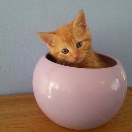 En gullig kattunge i en rosa vas.