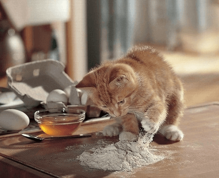 Kattunge inspekterar mjöl.